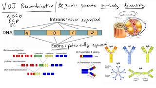 VDJ Recombination  how our adaptive immune system creates antibody diversity [upl. by Ishmael]