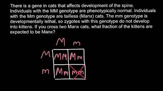 Manx cats genetics [upl. by Annala451]