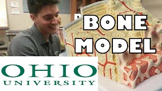 Bone Model with subtitles  Ohio University  Anatomy amp Physiology [upl. by Adnowal]