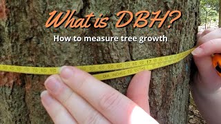 What is DBH diameter at breast height How to measure tree growth [upl. by Polly111]