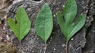 SASSAFRAS TEA Using the leaves [upl. by Parrnell]