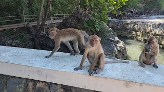 Monkey Trail  Ao Nang Thailand 2023 [upl. by Loleta]