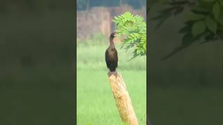 Cormorant ❤️on paddy field🤗 Pls subscribe🙏 [upl. by Nahtam]