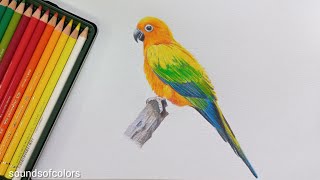 how to draw a parrot  parrot drawing  colouring with colored pencils [upl. by Elinore]