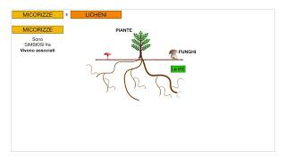 Scienze  Classificazione dei funghi [upl. by Halak690]