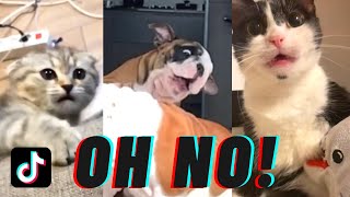 Oh No TikTok Compilation oh no no no song  Pet edition [upl. by Ednil818]