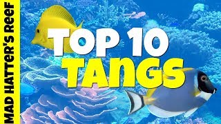 Top 10 Tangs for a Saltwater Tank [upl. by Amory]