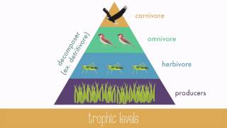 Energy Transfer in Trophic Levels [upl. by Anirehtak440]