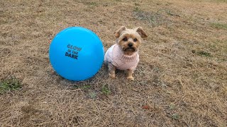 Rylie’s Talented Funny Playtime with Her Blue Ball yorkies soccerskills viralvideo cute [upl. by Rumpf]