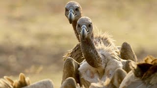 Meet the Largest Vultures in Africa [upl. by Ayekan]