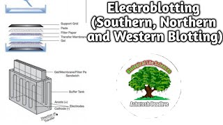 Electroblotting Southern Northern and Western Blotting [upl. by Talley]