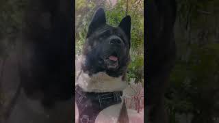 🐕 Akita Inu vs American Akita Two Powerful Breeds One Legacy 🇯🇵🐾🇺🇸 I shortvideo [upl. by Desdamonna976]