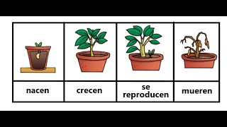 Ciclo Vital de las plantas [upl. by Erma]