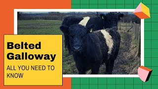 Belted Galloway facts 🐄 traditional Scottish breed of beef cattle 🐄 [upl. by Borg]