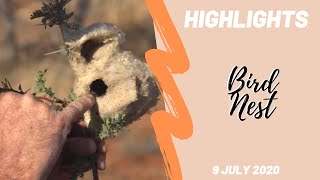 Highlights Tswalu  Cape Penduline Tit nest with Dylan [upl. by Thor]