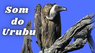 Urubu  Som do urubu  Canto do urubu [upl. by Nnaj339]