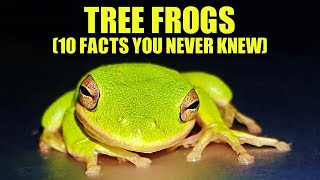 Tree Frog 🐸 10 FACTS You NEVER KNEW [upl. by Janetta]