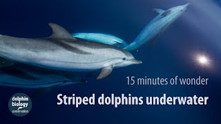 Striped dolphins underwater 15 minutes of wonder [upl. by Meesaw599]