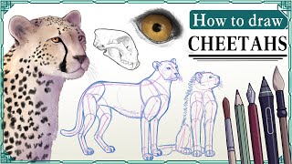 How to draw CHEETAHS  Step by Step Art Tutorial [upl. by Anitnahs]