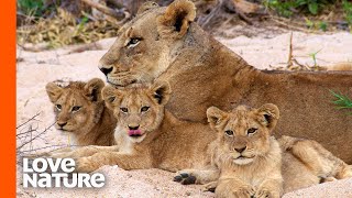 Lion Pride Hunts For Cubs  Predator Perspective  Love Nature [upl. by Teuton810]