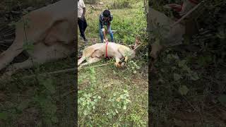 tamilnadu jallikattu 20242025 trending youtubeshorts comment share support like subscribe [upl. by Naujid]