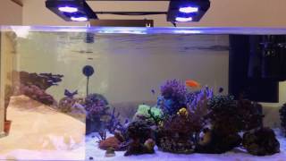 Mein Meerwasseraquarium ohne Technikbecken [upl. by Socher]