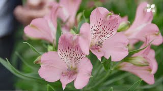 New Cut Flower Introduction 2021 Alstroemeria [upl. by Elwira85]