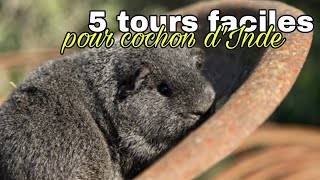 5 tours simples à apprendre à son cochon d’Inde [upl. by Solange]