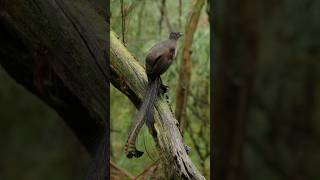 Lyrebird Chipping The Amazing Sounds of Nature’s Mimic [upl. by Wilkins]