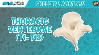 Thoracic Vertebrae T1T12 Anatomy [upl. by Rednav]