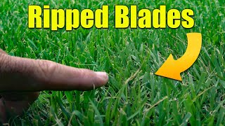 When to Sharpen Your Lawn Mower Blades [upl. by Salokkin926]