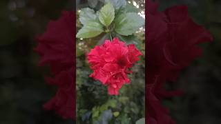 8 different colours ofchina RoseHibiscusshorts videoAgoleng [upl. by Arocahs]