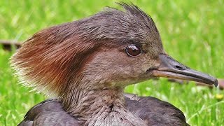 Hooded Merganser Female  Beautiful Birds [upl. by Annahsor]