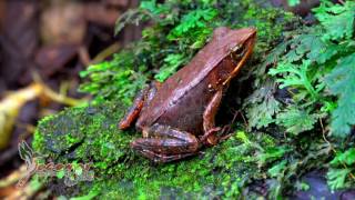 Arenal Hanging Bridges  Jacamar Tours [upl. by Blackington461]