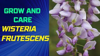 How to Grow and Care for Wisteria frutescens [upl. by Ahsinad]