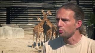 Le zoo de Vincennes une installation classée pour la protection de lenvironnement ICPE [upl. by Albie2]