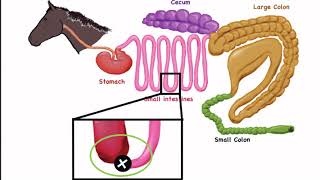 Equine Forage Education Video Series Video 1 Horse Gastrointestinal Anatomy [upl. by Shandeigh385]