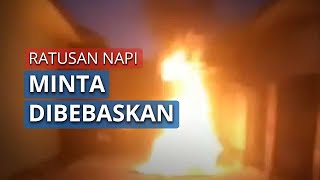 Rusuh di Lapas Sorong Ratusan Napi Cemburu Mereka Minta Bebaskan Semua [upl. by Mazonson]