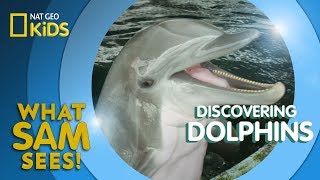 Discovering Dolphins  What Sam Sees [upl. by Melodee287]