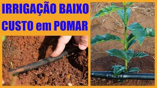 COMO FAZER IRRIGAÇÃO DE BAIXO CUSTO POR GOTEJAMENTO EM POMAR Eficiente e econômica [upl. by Jecoa449]