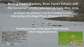 Birding Steart Marshes amp Somerset Levels LateApril amp EarlyMay 2024 [upl. by Christmas475]