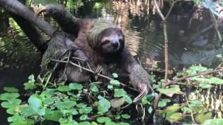 Swimming Sloth Tortuguero National Park [upl. by Ephrayim]