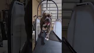 Black Friday Deal Get up to 300 off on our dog treadmill  a free tugofwar toy set 🐕🐾🥳 [upl. by Olegnalehcim]