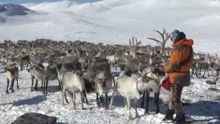 Reindrift i sørnorge  Reindeer Operating over a year in Jotunheimen [upl. by Jegger]