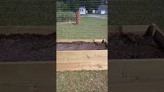 the new raised garden bed is finally ready to grow crops [upl. by Ahseram]