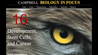 Biology in Focus Chapter 16 Development Stem Cells and Cancer [upl. by Crescen957]