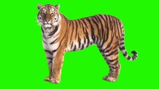 GREEN SCREEN TIGER  FULL HD  DOWNLOAD LINK [upl. by Titos]