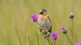 Bramborníček hnědý Saxicola rubetra Whinchat Braunkehlchen [upl. by Nnahtebazile]