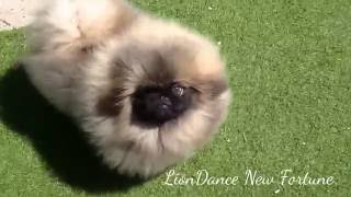 Fluffy pekingese puppy  LionDance New Fortune [upl. by Ellennahs]