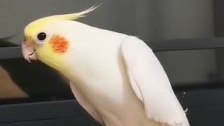 Lutino Cockatiel The Delightful Bird with a Sunny Personality [upl. by Hnamik898]